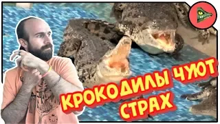 ЧУЮТ ЛИ КРОКОДИЛЫ СТРАХ ЧЕЛОВЕКА?