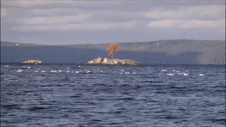 Стая чаек, Петрозаводская губа.