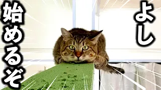 感動！元野良猫が初めてキャットウォークに登った結果！【庭に住みついた野良猫を家猫へ】