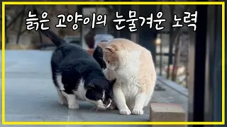 Lonely old cat and resident cats become family in rural Korea