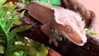 Ресничный геккон-бананоед.