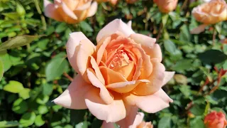 Rosa Carding Mill® (David Austin English Rose) / Beautiful Shrub Rose,  Exquisite Color & Fragrance