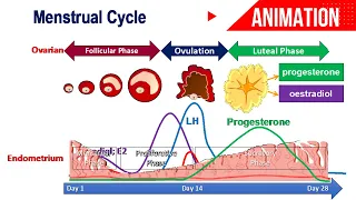 Menstrual Cycle Animation || Ovarian & Uterine Changes || Hormonal Control