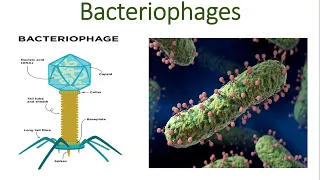 Bacteriophages: The Future of Antibiotic Alternatives | Phages | Lytic cycle | Bacteria Killer