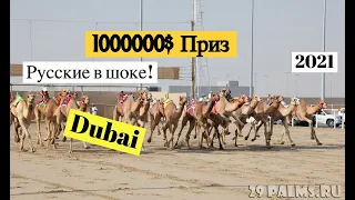 Верблюжьи бега в Дубай /  Русские в шоке!!  $1000000 приз /  скачки верблюдов в оаэ /  the люды