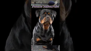 Rottweiler Attack Training || K9 Rottweiler #Shorts