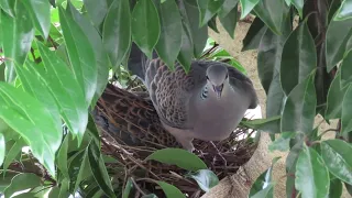 花鳥風月【4K】｜キジバトの営巣　Japanese Wood Pigeon's Nesting