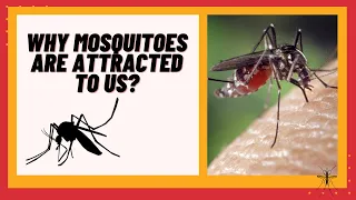 Did you know? Why Mosquitoes are attracted to us #shorts