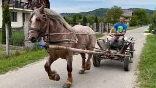 Коні Ваговози. Запрягли Бізона. Проїхались селом. Cai din Romania.Armasar BIZON🔥🔥🔥🐴🐴🐴