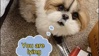 Mummy boli vo muje aur papa ko chhodkar India aa rahi hai |  kaise rahenge ab @murphytheshihtzu803