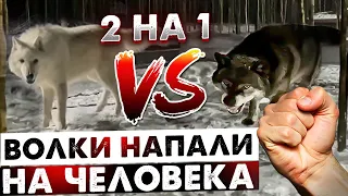 Неожиданное нападение в парке Волков. Звери окружили меня в собственном вольере.