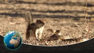 Unexpected Beauty and Unequal Duels in Saguaro National Park