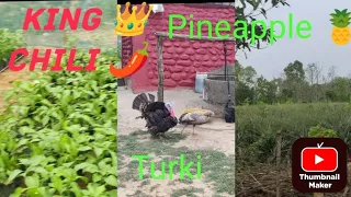 Nagaland #kisan hai # king chili 🌶️# Pineapple 🍍# Turki #  aysa fasal v hota hai #