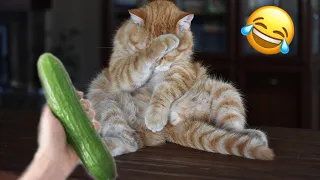 Best Funny Animal Videos 😂 ! Funniest Cats And Dogs Videos 😻- Very Cute Animals#83