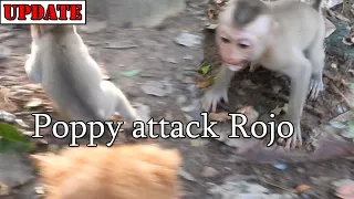 MG! First time Baby Rojo temper crying loudly by s-h-ocking scare Puppies attacking him