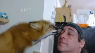 My Red Fox wants to groom me