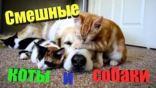 СМЕШНЫЕ КОТЫ ПОД МУЗЫКУ 2017 ЛУЧШИЕ ПРИКОЛЫ С КОТАМИ ПОД МУЗЫКУ 2017 FUNNY CATS Новая подборка #18