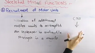 Recruitment of motor units | Skeletal muscle functions biomechanics