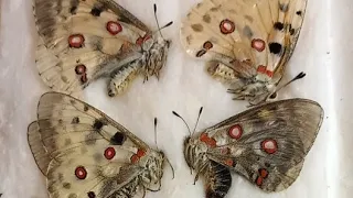 Unique Collection of Parnassius, Lepidoptera, Unique Rare Butterflies from Distant Countries.