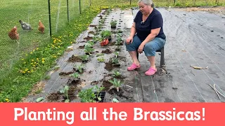 PLANTING ALL THE BRASSICAS & Why I’m not Crop Rotating