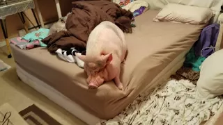 Sammy the MINI PIGS morning routine❣