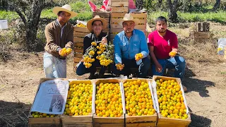 Cerca de los Volcanes se cosechan Tejocotes | Fruta muy Mexicana | ¿Tierra fértil del Volcán?