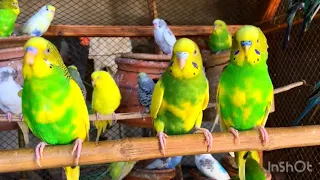 Wanderful World famous Birds video #birds #budgies #beautiful #world