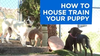 How to Potty Train Your Puppy