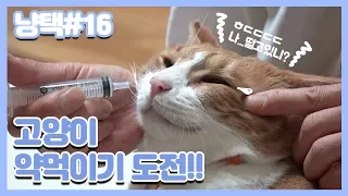 냥택) 16 고양이 약 먹이기 스킬! 마스터하면 만렙 집사 될 수 있다냥!