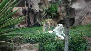 White Tiger Loro Parque Tenerife.mpg