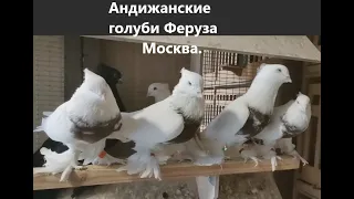 АНДИЖАНСКИЕ ГОЛУБИ ФЕРУЗА