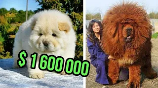 ძვირადღირებული ძაღლი, რომელთა ყიდვაც მხოლოდ მდიდარ ხალხს შეუძლია