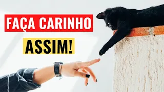 Faça Carinho EXATAMENTE Assim e Seu Gato Irá Parar De Te Morder!