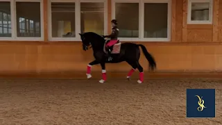 How To Get Your Horse's Back And Hind Legs Engaged