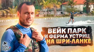 ДЕШЁВЫЕ УСТРИЦЫ НА ШРИ-ЛАНКЕ/ Вейк парк / Кальпития / Михинтале