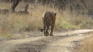 Bold & Beautiful Young Tigress Sultana | Sultana Marking her Territory | T107 | Jeep Safari | RNP |