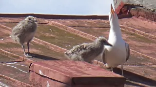 Чайки на крыше дома напротив (6 июня 2018)