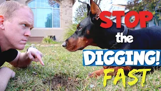 Stop Your Doberman from Digging Holes NOW (Part 1)