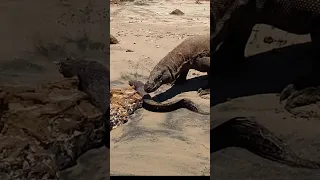 When a Komodo dragon attacks an eel, this is what happens