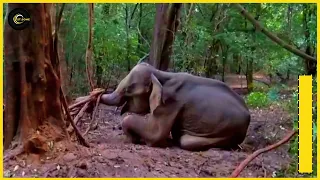 Wildlife team to the Rescue Elephant trapped with a wire is helpless.