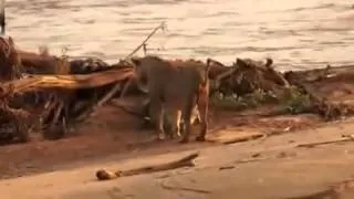 crocodile attack to lion