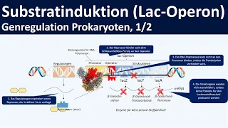 Lac Operon / Lactose-Operon Modell - Genregulation durch Substratinduktion [1/2]