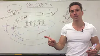 Pancreas Structure and Function | Digestive System