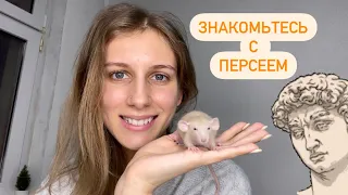 Завели нового крысенка 🐁