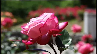 🌹 LA ROSE MAGNIFIQUE - Michel Pépé 🌹