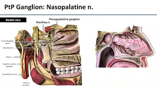 Maxillary Nerve