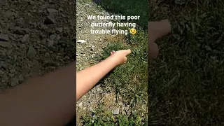 We found a butterfly who had a broken wing