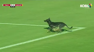 كلب يقتحم ملعب مباراة الإسماعيلي وسموحة | الدوري المصري 2023/2022