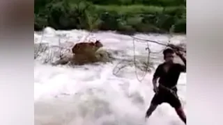 Footage: Indians save cow from middle of flooded river