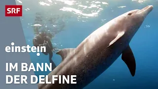 Delfine: Anmutig, intelligent und gefährdet | Einstein | SRF